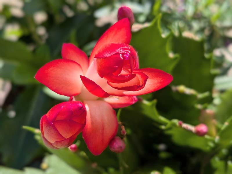 赤いシャコバサボテン