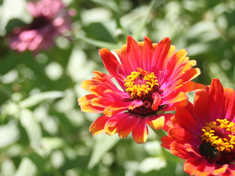 赤いヒャクニチソウ