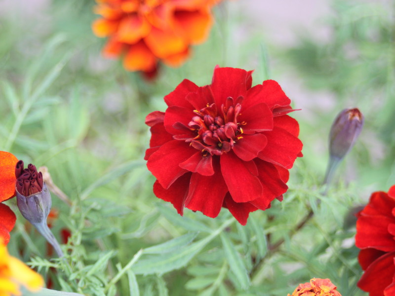 赤いマリーゴールド2