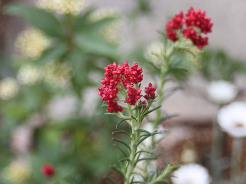 赤いライスフラワー