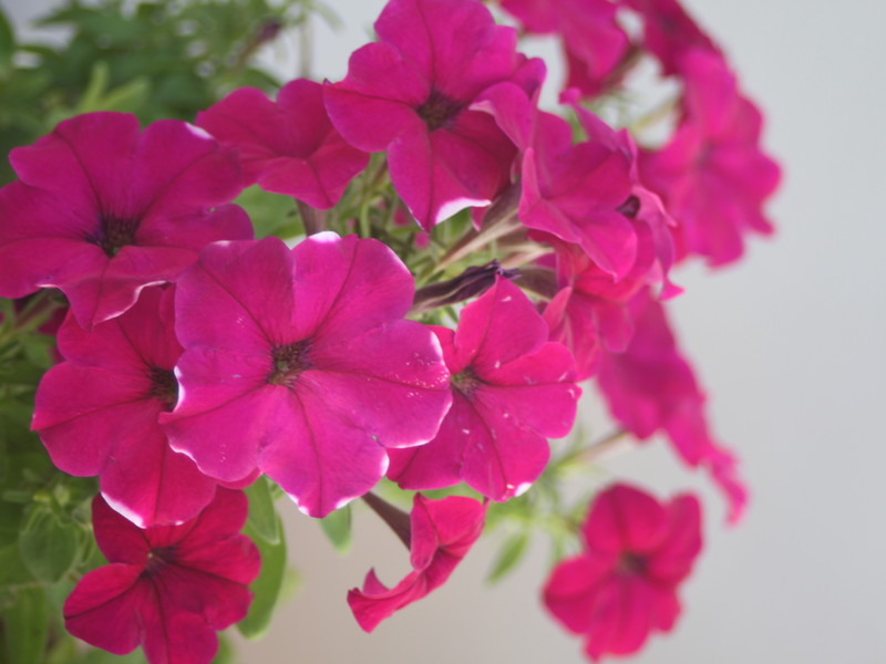 赤紫のペチュニア