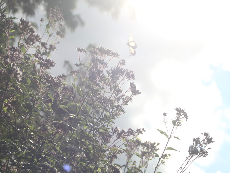 逆光のフジバカマとアサギマダラの飛翔