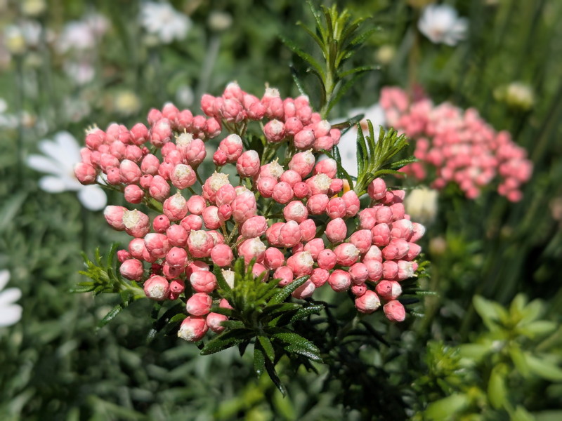 開花した赤いライスフラワー