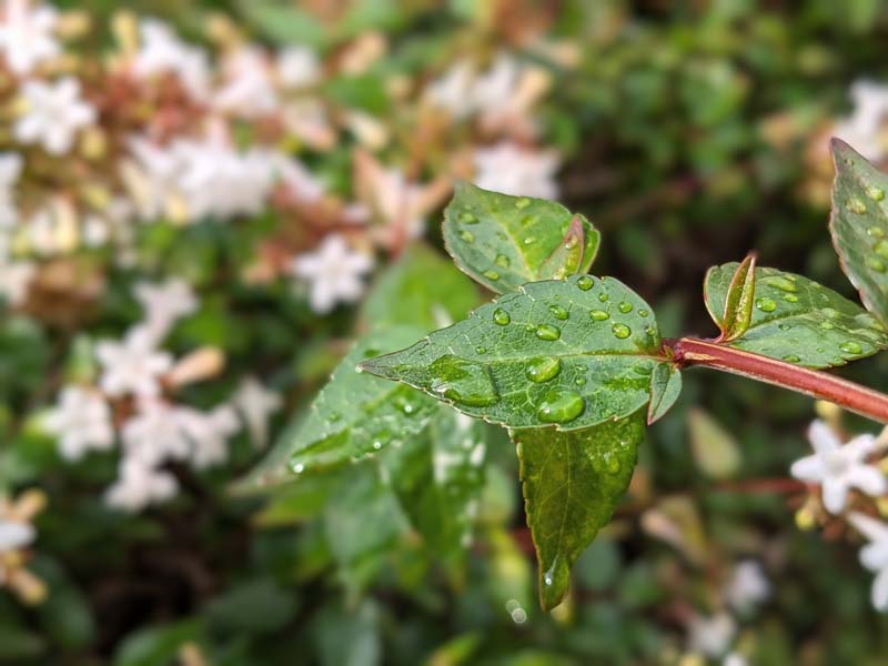 雨上がりのアベリアの葉