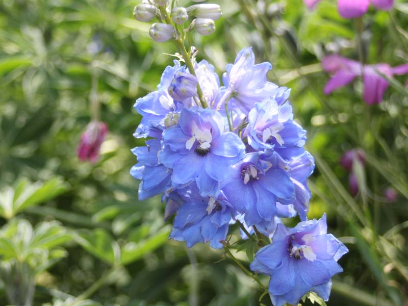 青いデルフィニウム3