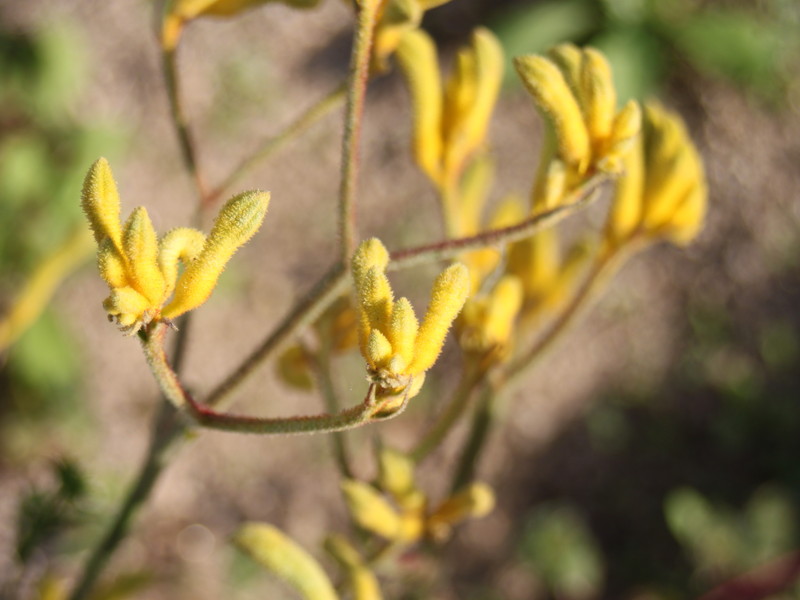 黄色いカンガルーポー