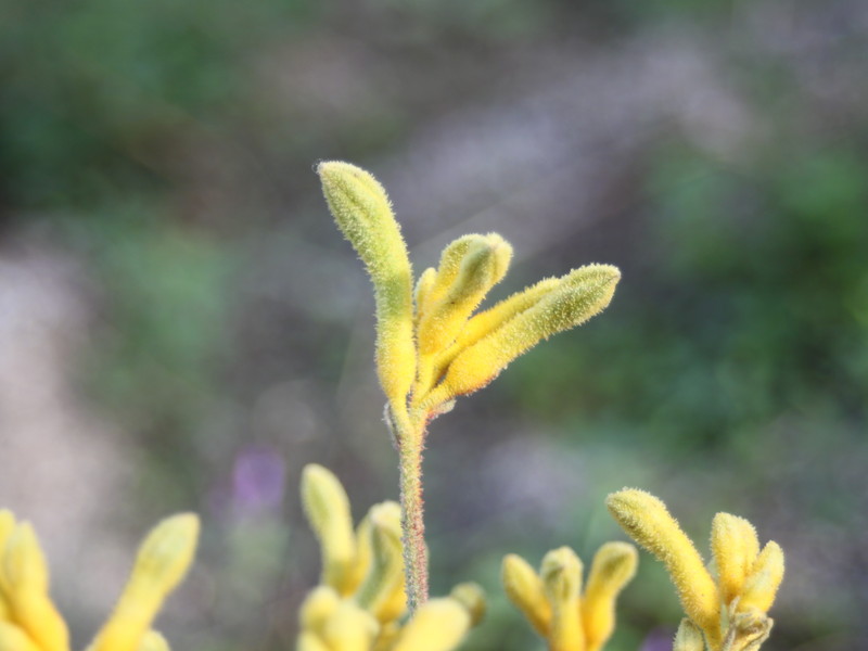 黄色いカンガルーポー2