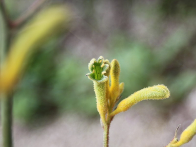 黄色いカンガルーポー3