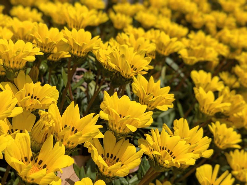 黄色いガザニア3