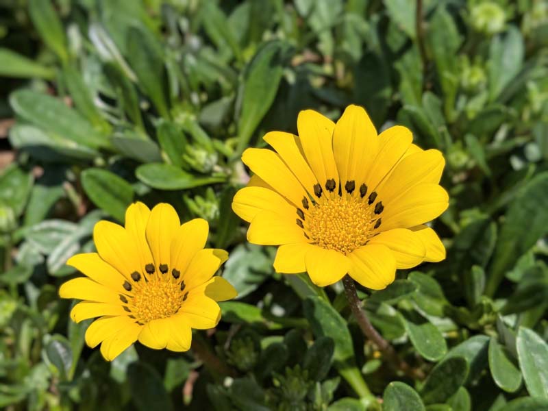 黄色いガザニア4