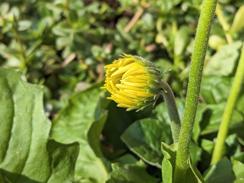 黄色いガーベラの蕾
