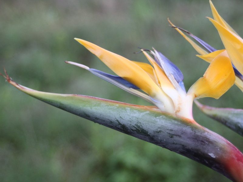 黄色いストレリチア