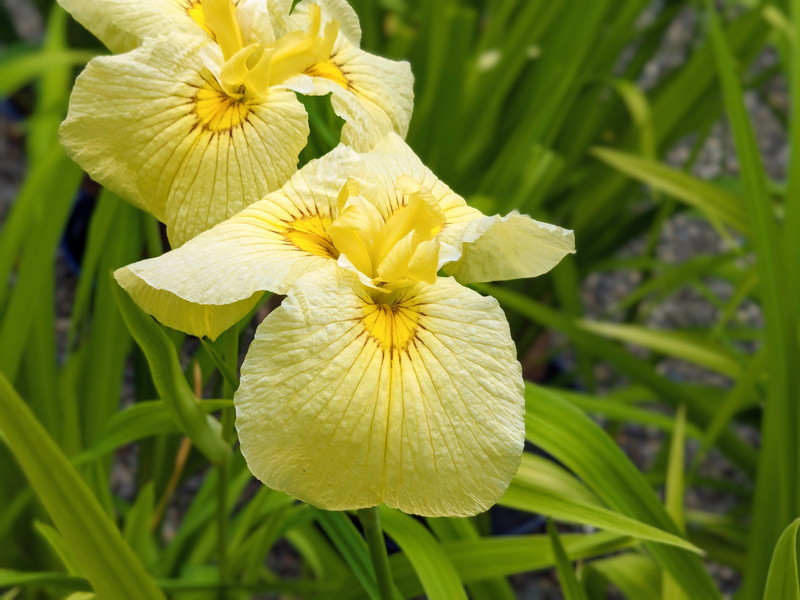 黄色いハナショウブ2