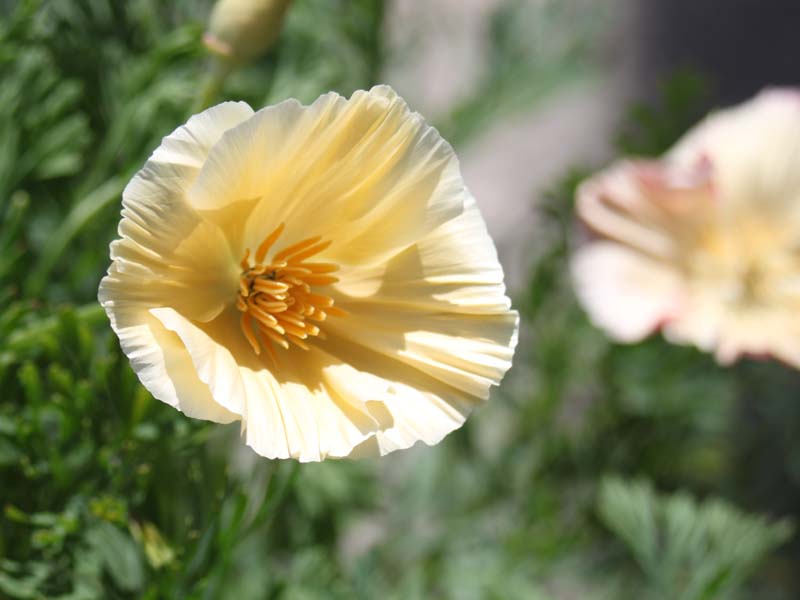 黄色いハナビシソウ