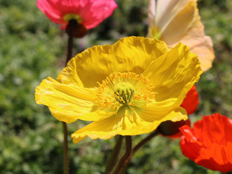 黄色いポピー