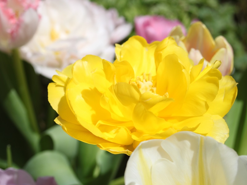 黄色い八重咲きチューリップ