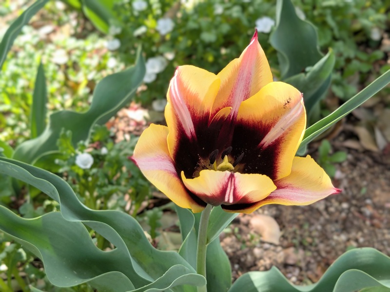 黄色と黒のチューリップ