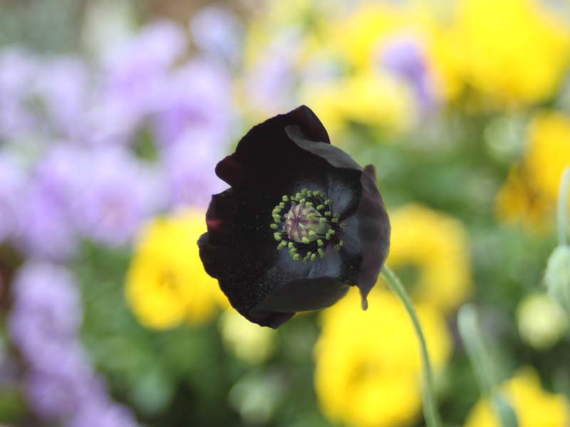 黒いポピー